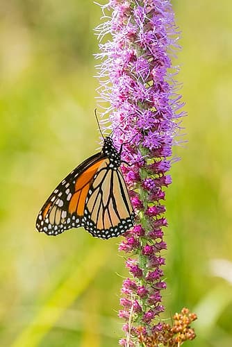 Monarch (Danaus plexippus) on Prairie Blazing Star (Liatris pycnostachya) Clinton County-Illinois Art Print by Kellie Day